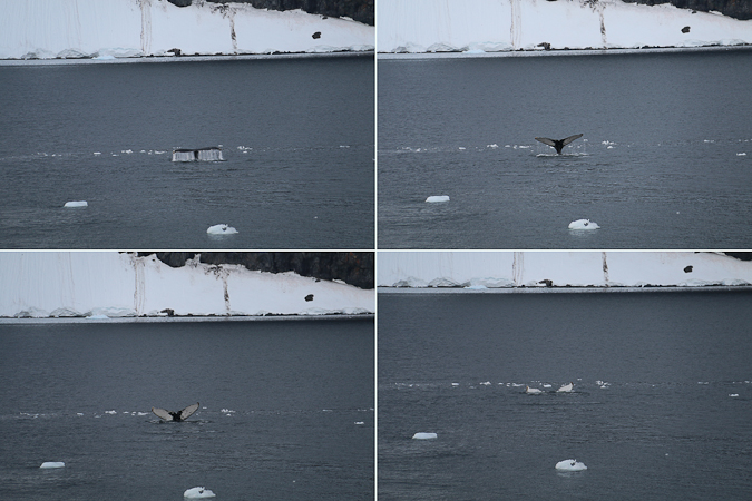bIMG_4981WhaleSequence